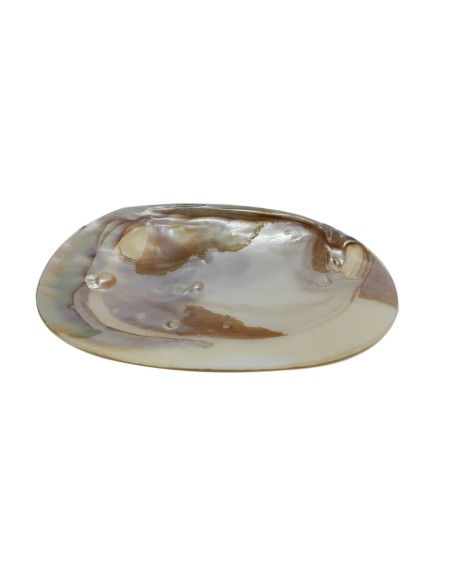 Photo de Coquillage en nacre - Encens.fr - Boutique ésotérique en ligne - vente de Coquillage en nacre